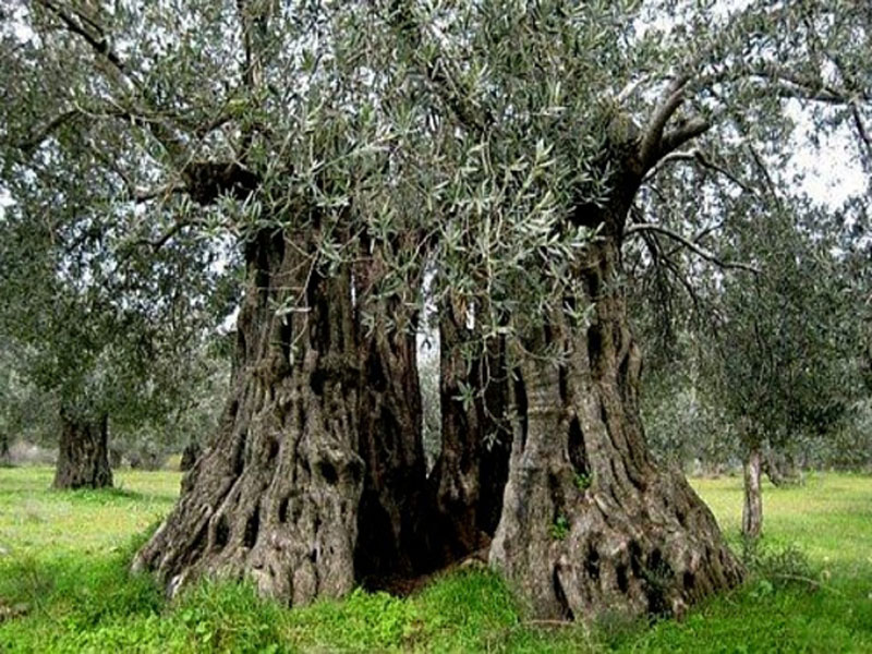 Anadolu: Zeytinin Anavatanı